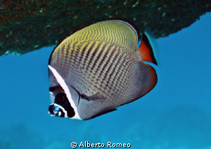 Portrait of a Red Tailed Butterflyfish ( Chaetodon collare) by Alberto Romeo 